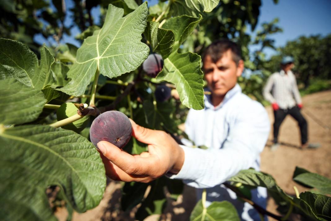 Dünyanın en kalitelisi seçildi: Bursa'da sevinçle karşılandı 2